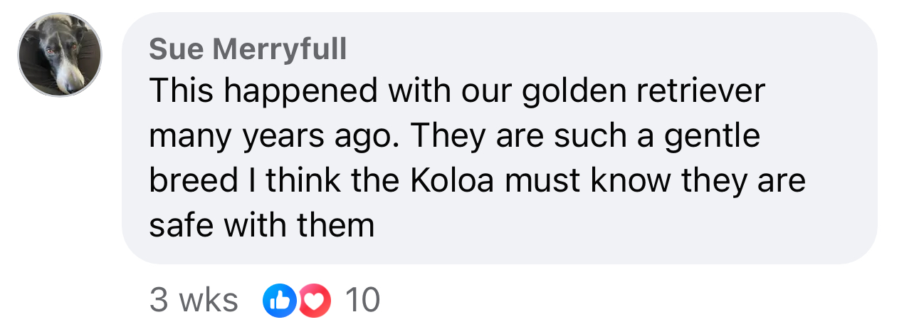 Golden Retrievers are such a gentle breed.