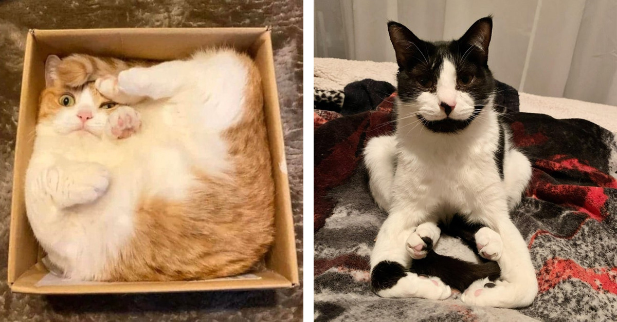"Why Is My Cat Acting Strange" - People Share Hilarious Photos Of Their Quirky Felines