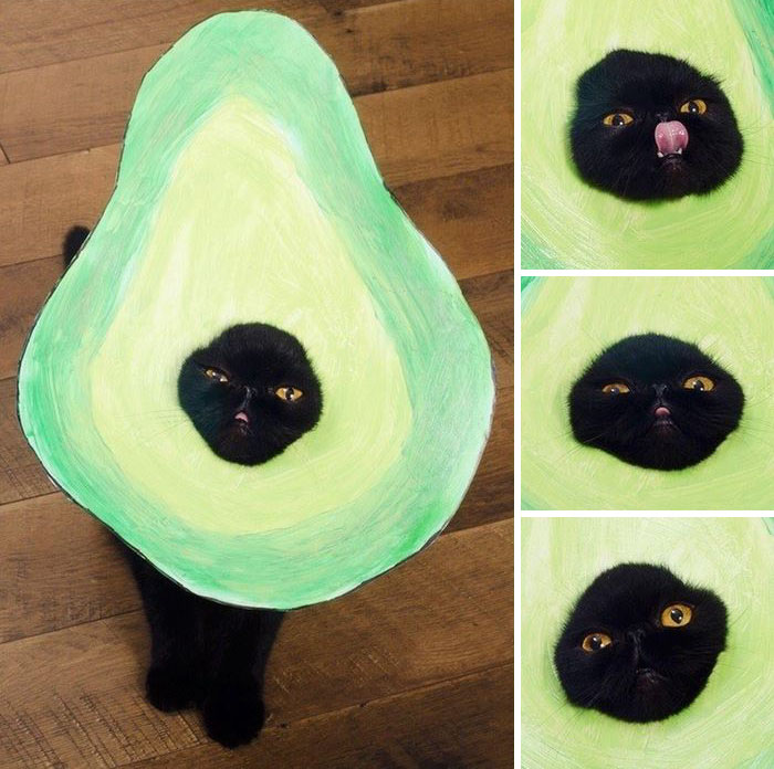 "AvoCATo"
