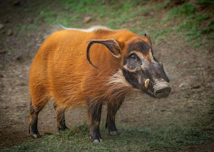 The Red River Hog: Potamochoerus Porcus