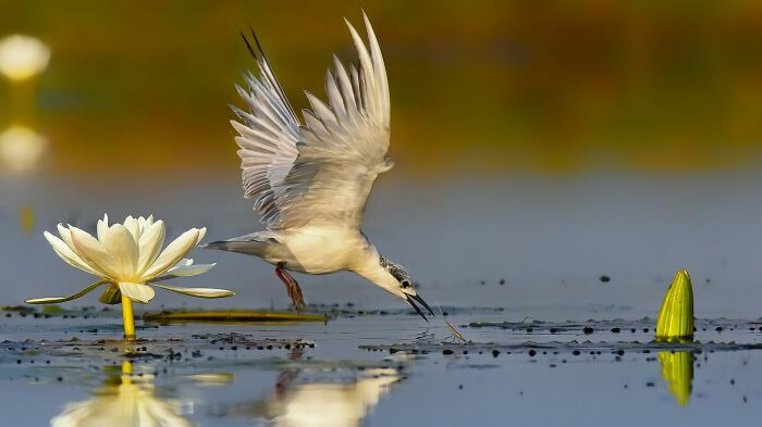 “Whiskered Tern”