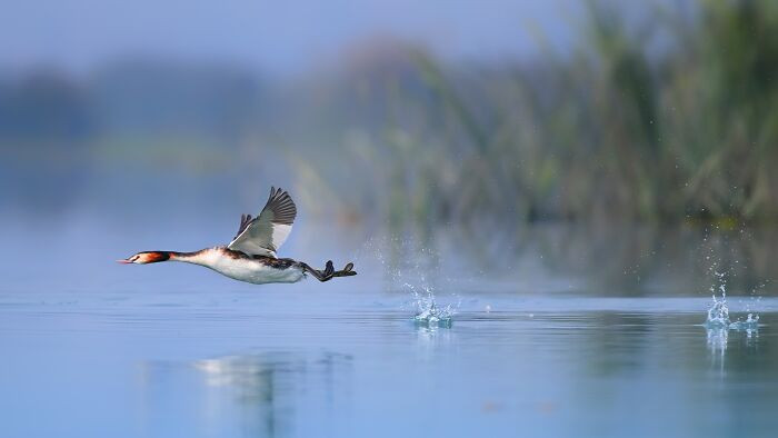 “Great Crested Grebe”