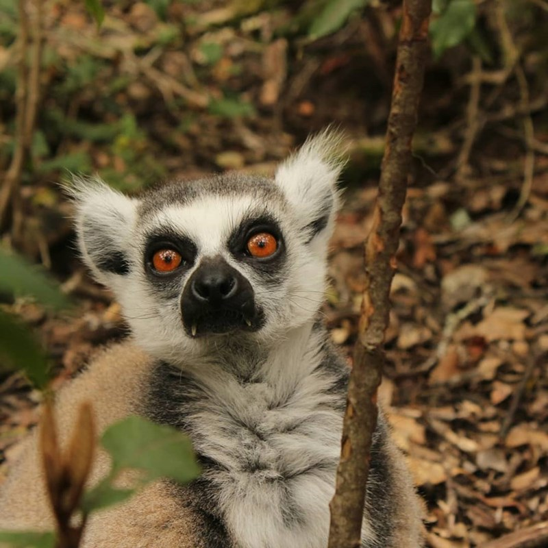 13. Ring-Tailed Lemurs