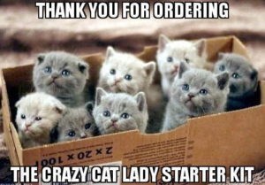 This is so adorable, though. Even if I weren't a cat lady, I would still enjoy this delivery.