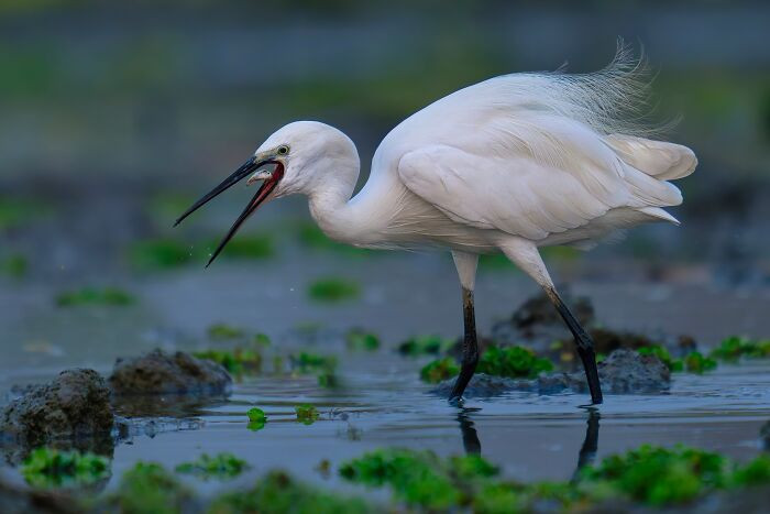“Little Egret”