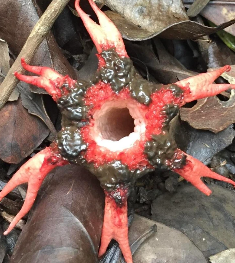 2. "During their vacation in Hawaii, my parents came across this odd fungus."