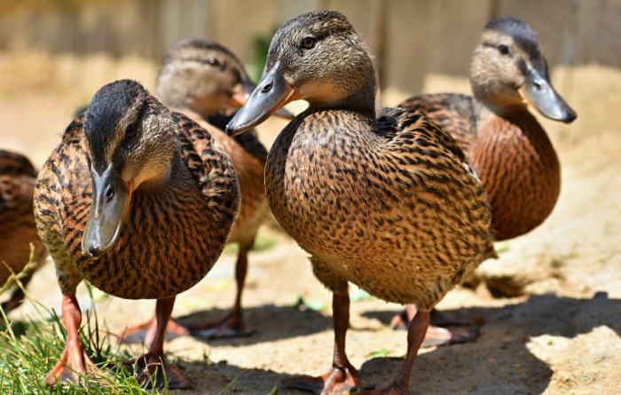 Ducks