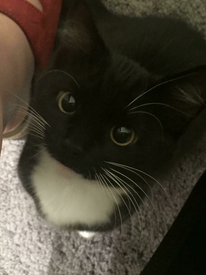 15. Little Gentleman with Big Eyes