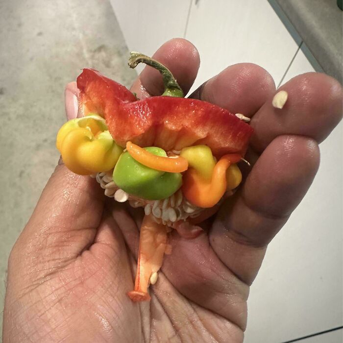 "Different Colored Peppers Growing Inside Big Pepper"