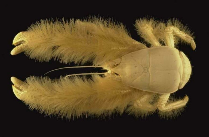 Aidke: The Yeti Crab 🦀 In My Defence It Seems To Be A Fairly Recent Discovery. Looks Very Cool Though!