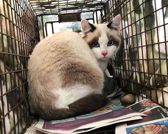 13. Just rescued from the streets, she shouldn't have trouble finding a new home with that sweet face.