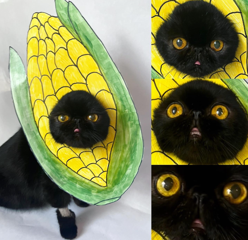 "For me, I really like corn. 🌽"