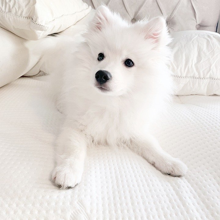 This is what a real Japanese Spitz looks like. It actually resembles a white fox!