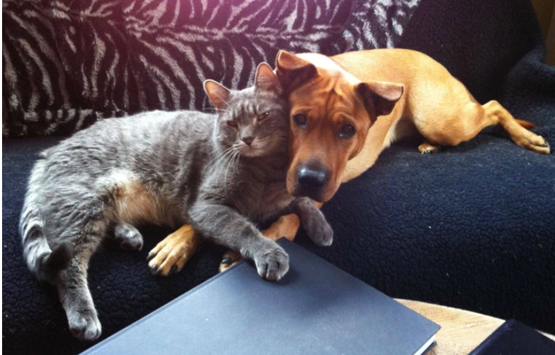 10. "Pawsome Pals: A Dog and Cat's Heartwarming Friendship"