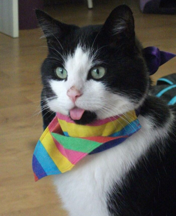 8. This Is Stan. He Survived Being Hit By A Car. He's Happy & Healthy But He's Been Left With A Permanent Blep