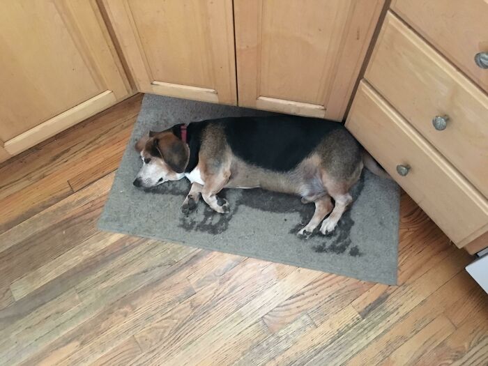 "The Way This Dog Naturally Lines Up with the Silhouette of the Pig on This Rug"