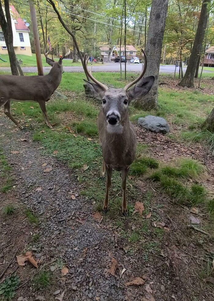 "The Deer Where I Live Have Zero Survival Instincts Around Humans. They Will Just Walk Up To You And Hang Out"