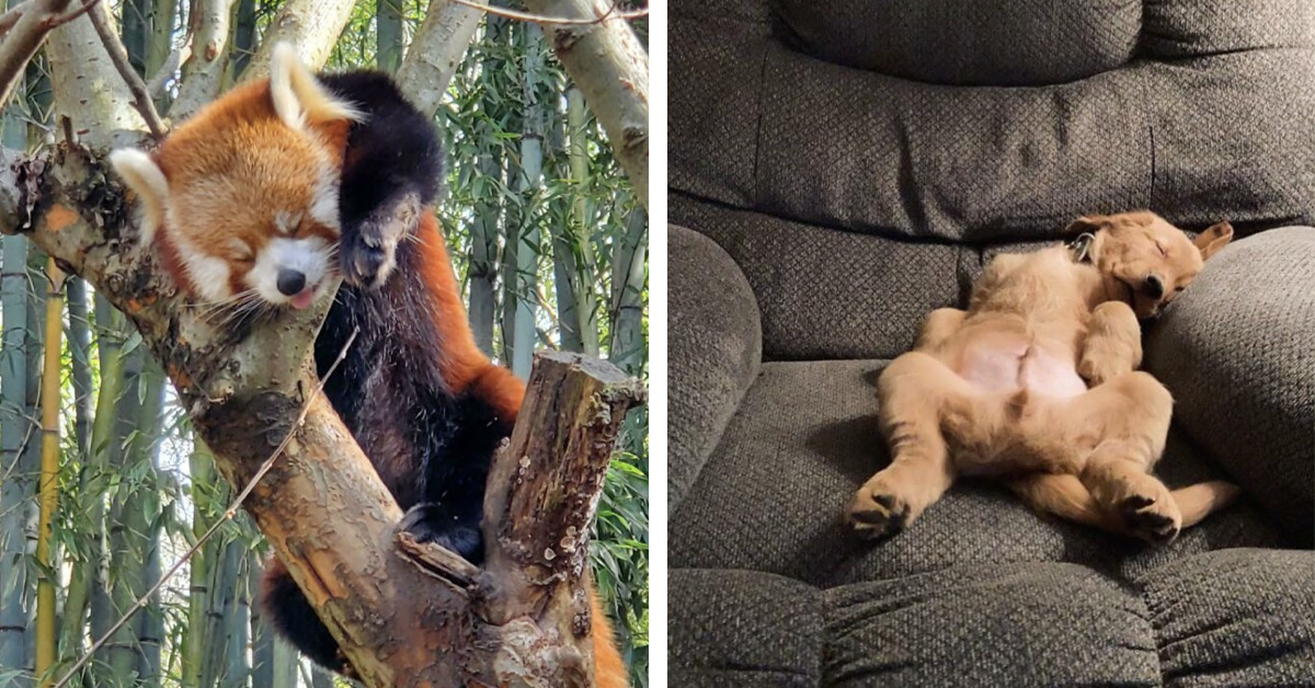 When Animals Decide It’s Nap Time