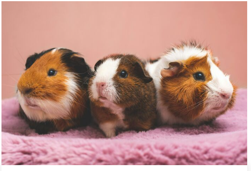 4. Guinea pigs are not starter pets. There’s a lot more care and expense involved than people realize.
