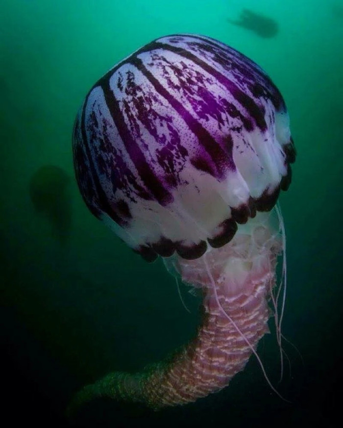 6. Purple-striped jellyfish