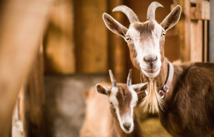 Goats