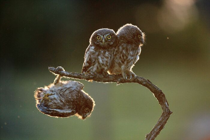 4 Owls By Tibor Kercz