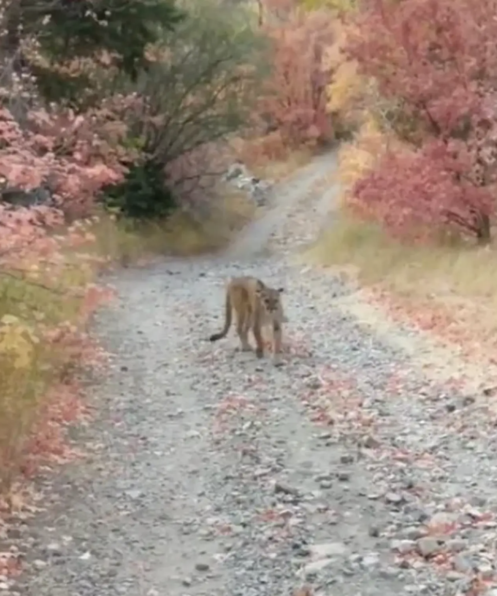 He met their angry mother within seconds, too late to avoid it.