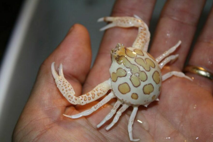 Purse Crab (Persephona Punctata)