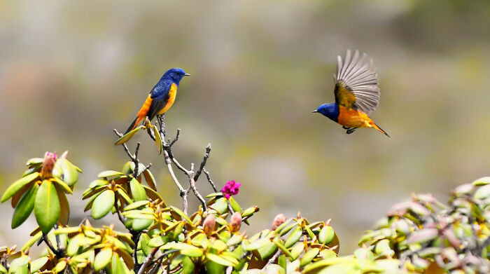 “Blue-Fronted Redstart”