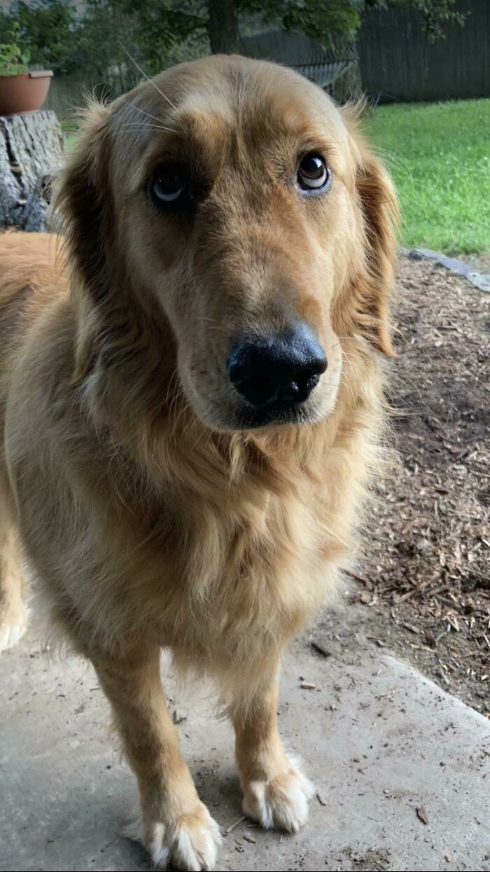 6. I initially posted this and then removed it, thinking it was exclusively for cats. However, I believe everyone should witness this beauty.