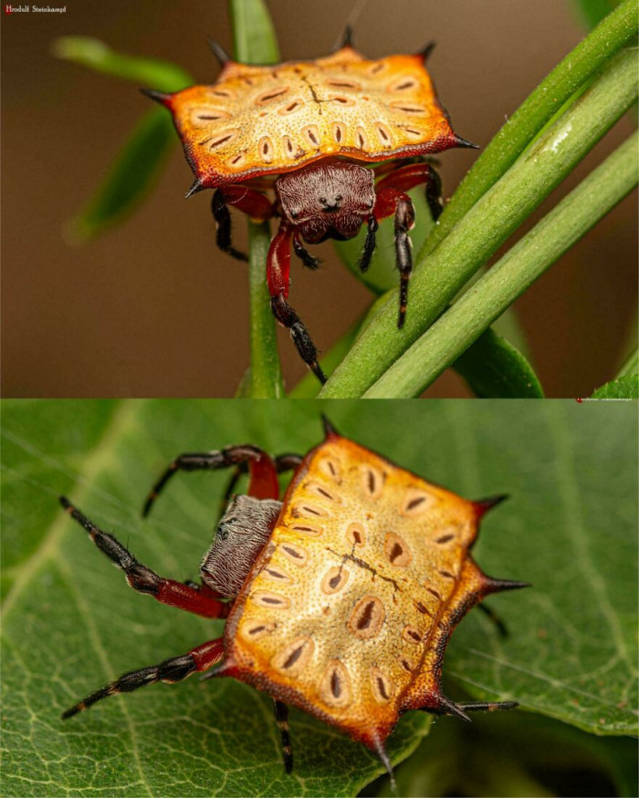 Biscuit Boxkite (Isoxya Tabulata)