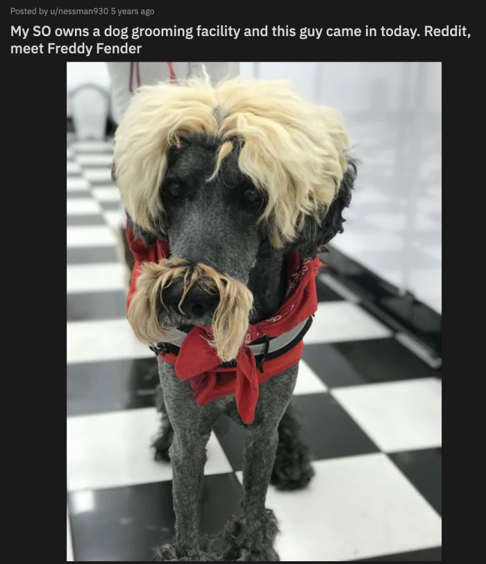 37. You will always be famous, blond dog.