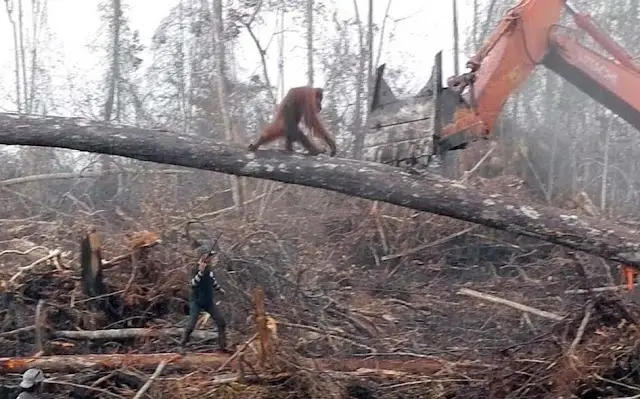 Even though it tries hard, the poor orangutan can't stop its home from being destroyed with its bare hands.