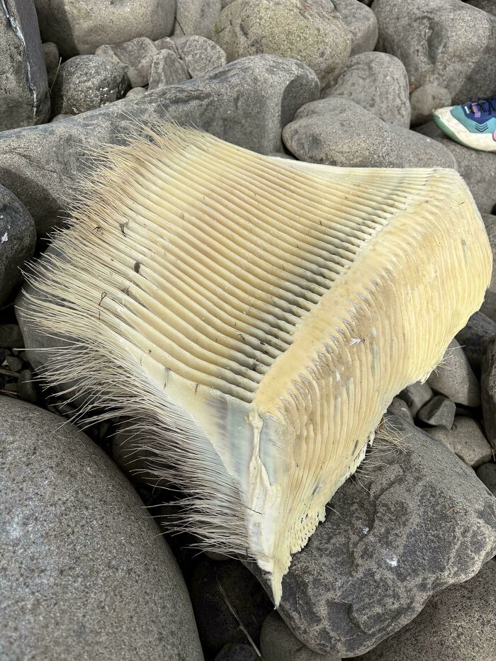 "I Found Whale Baleen On The Beach"