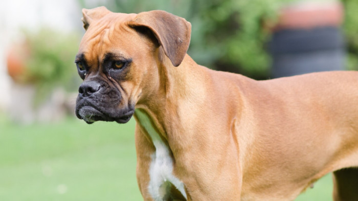 Unique Strong Male Dog Names