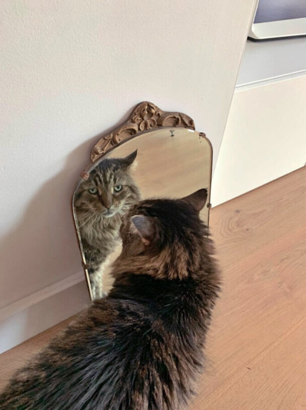 49. Are you selling this human? How am I supposed to appreciate my beauty in all its majesty?