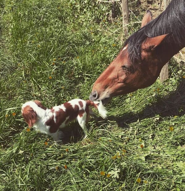 38. “Horse Shenanigans”