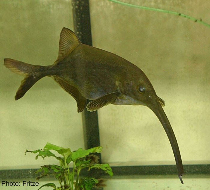 Elephantfish (Campylomormyrus Sp.)