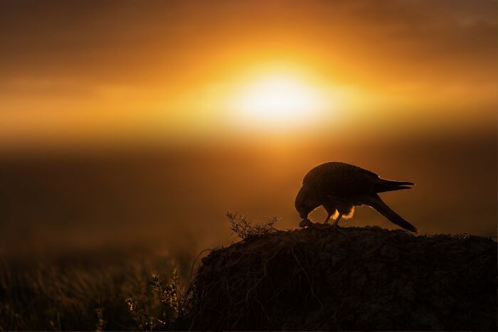 “Kestrel”