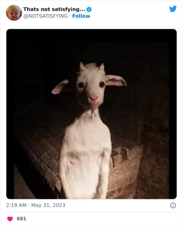 "This standing goat."