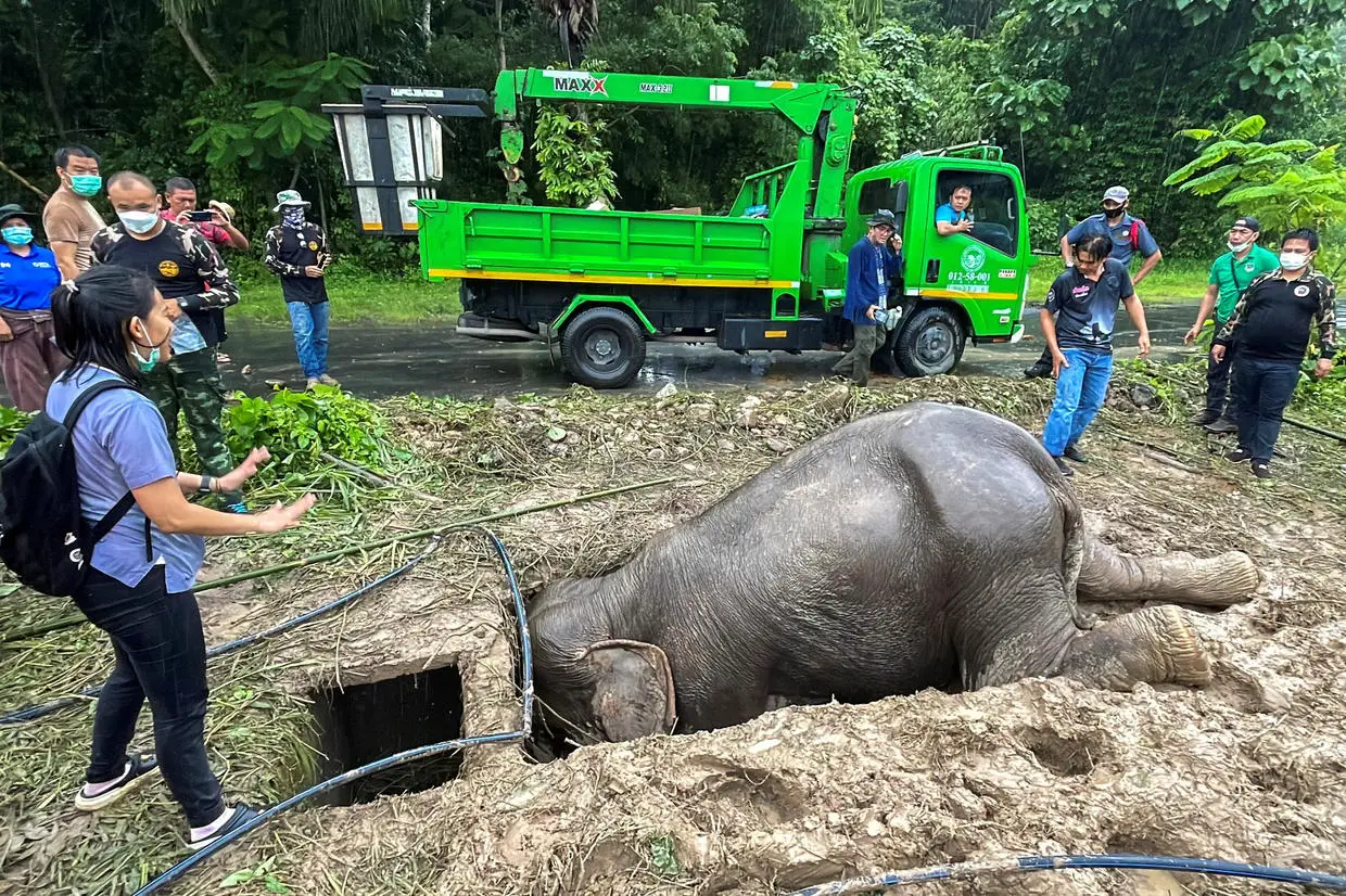 The baby elephant's distressed mother stayed with her calf and kept rescuers from getting close.