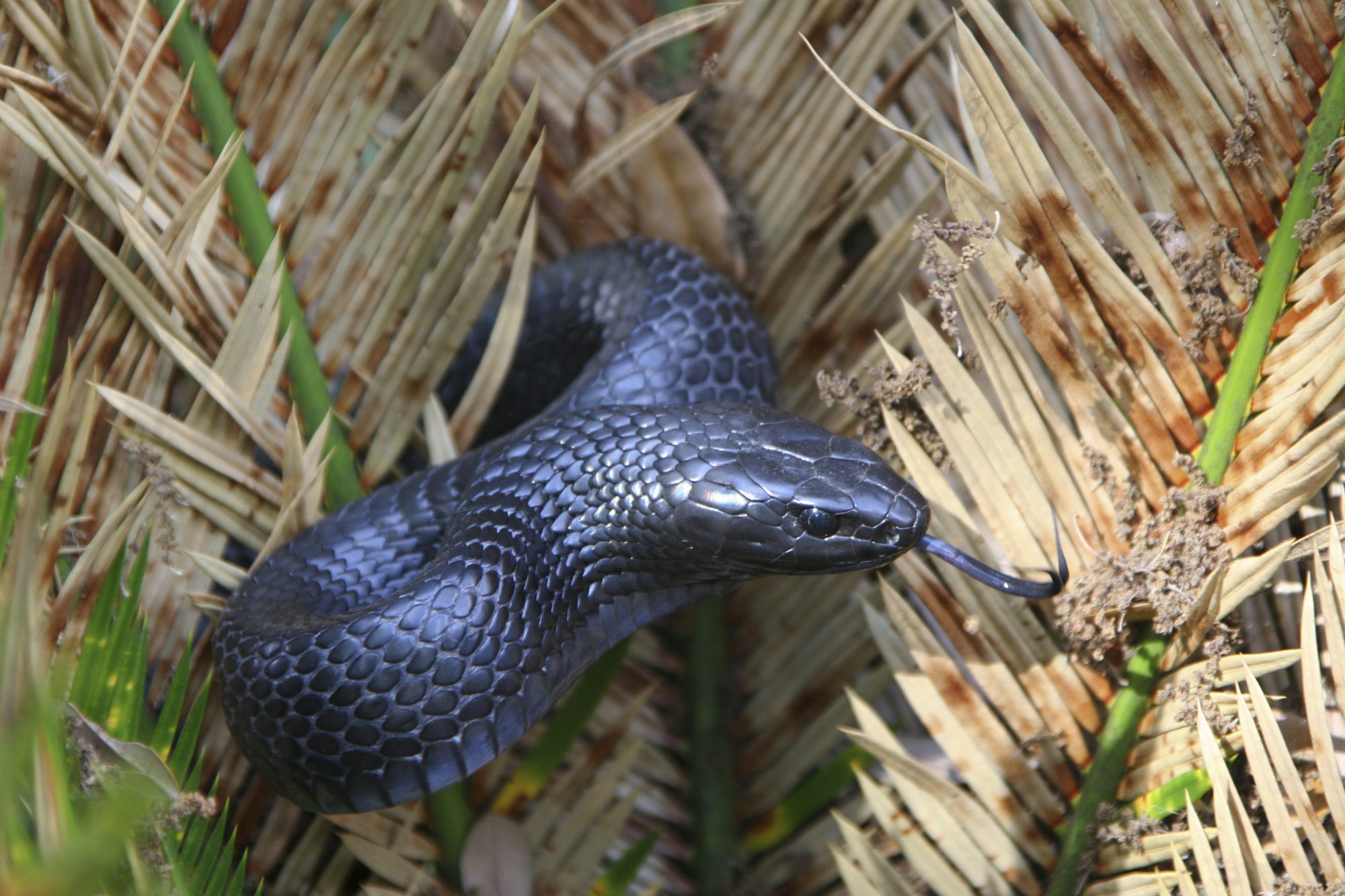 The discovery wasn't unexpected, but it was a win for the program designed to bring this snake species back to Alabama's wilderness.