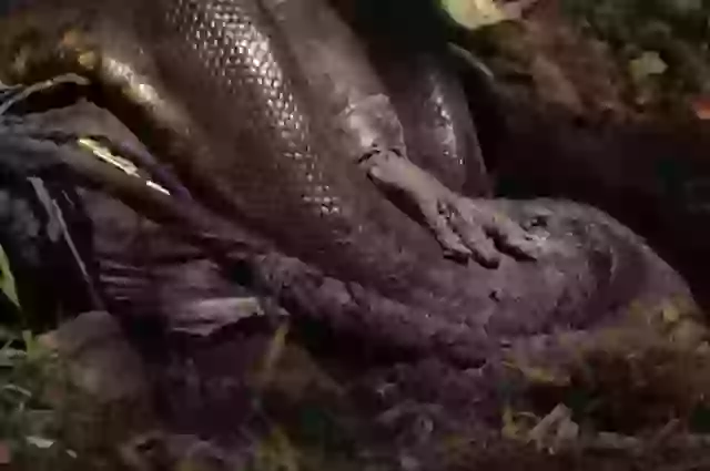 He donned a specialized suit designed to prevent the snake from crushing him.