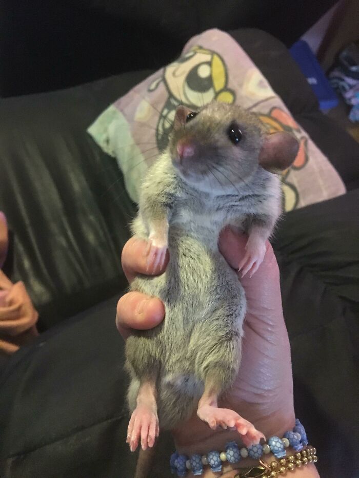 9. "People keep saying he resembles a Disney character, so here's Snoot!"