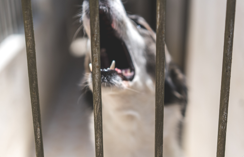 The OP can try to see if their other neighbors are also being inconvenienced by the noise. They should use strength in numbers when solving this issue.
