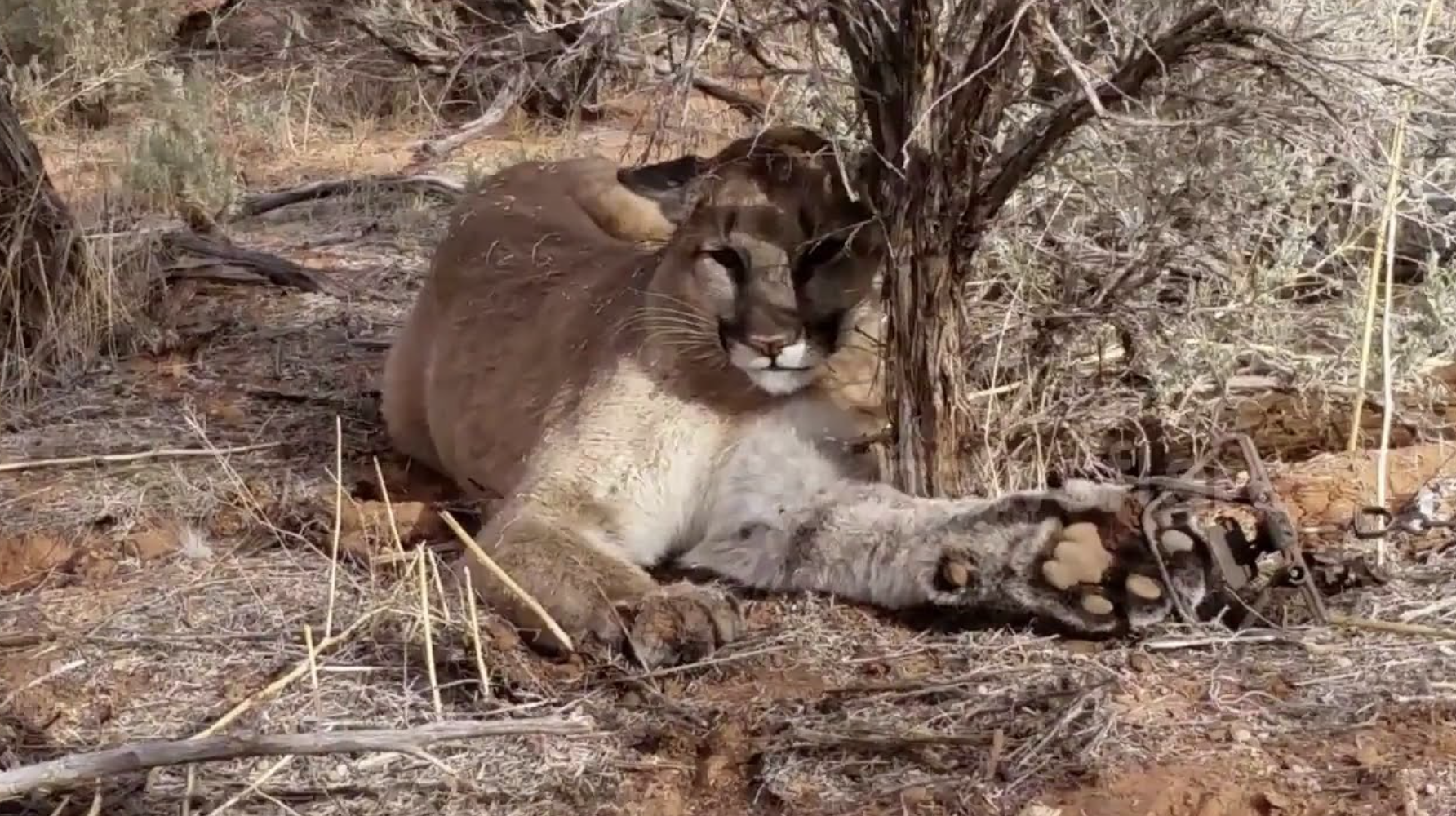 A magnificent animal was caught in a trap meant for bobcats.