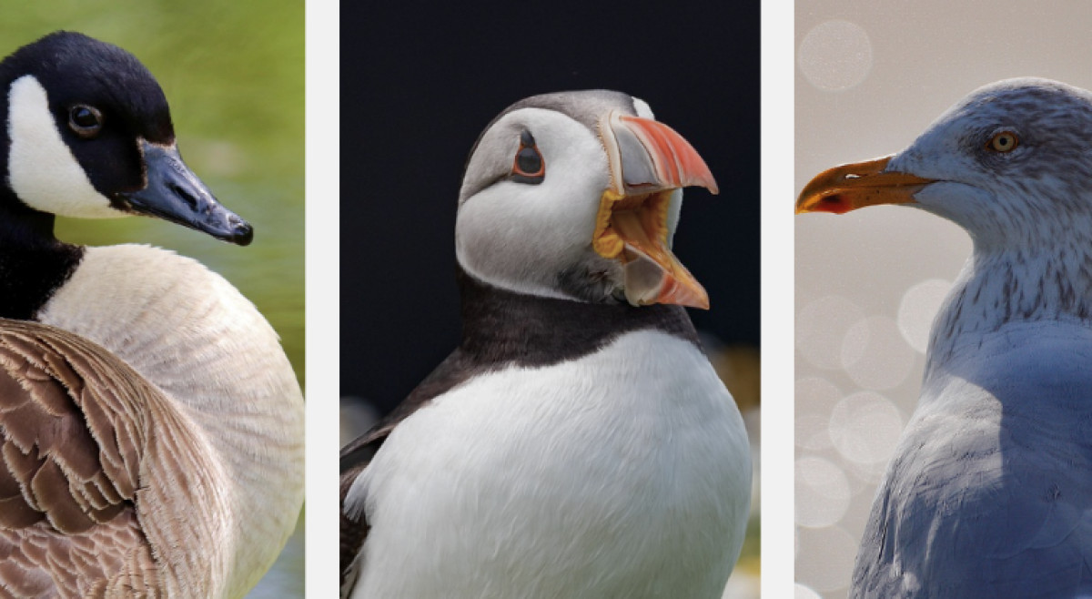 Do Birds Have Ears? How Bird Hearing Works