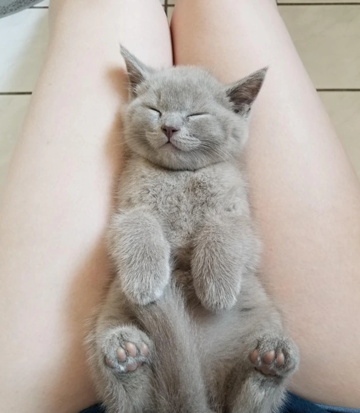 1. "Paw-some Beginnings: A Hilarious Saga of 'His First Day Home'"