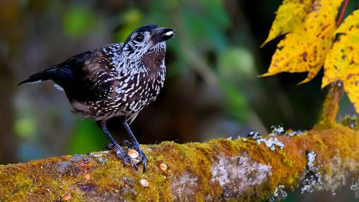 “Spotted Nutcracker”