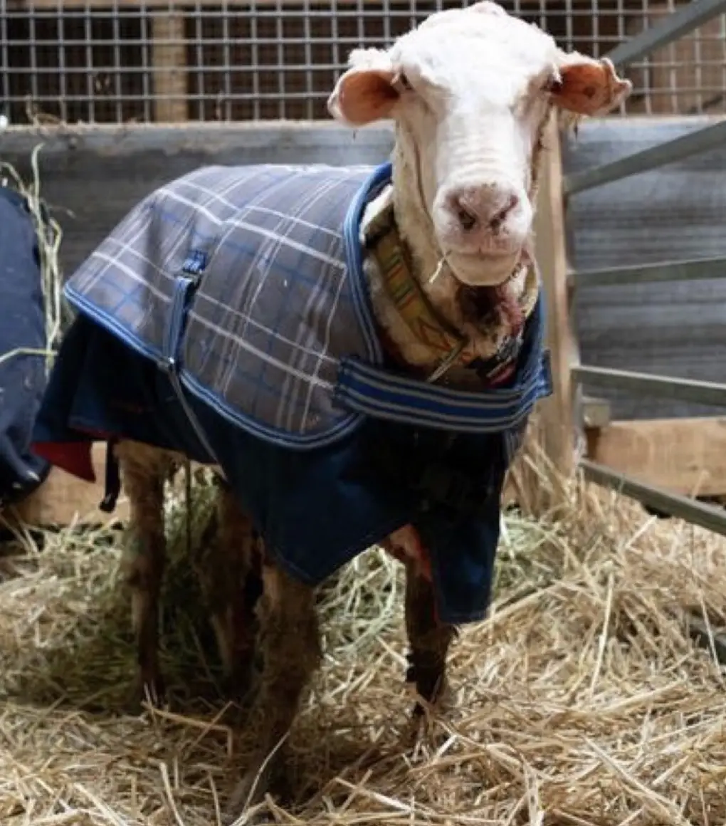 Behrend praised the sheep for their resilience and courage, emphasizing how much the sanctuary truly cares for them.